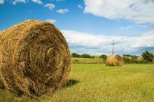 hay in field.jpg